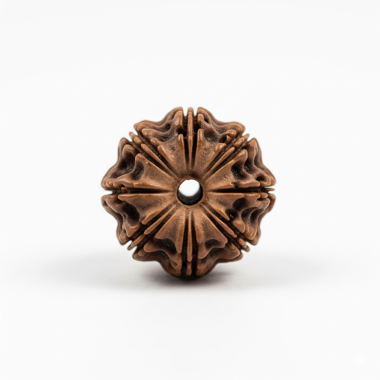 8 Mukhi Rudraksha