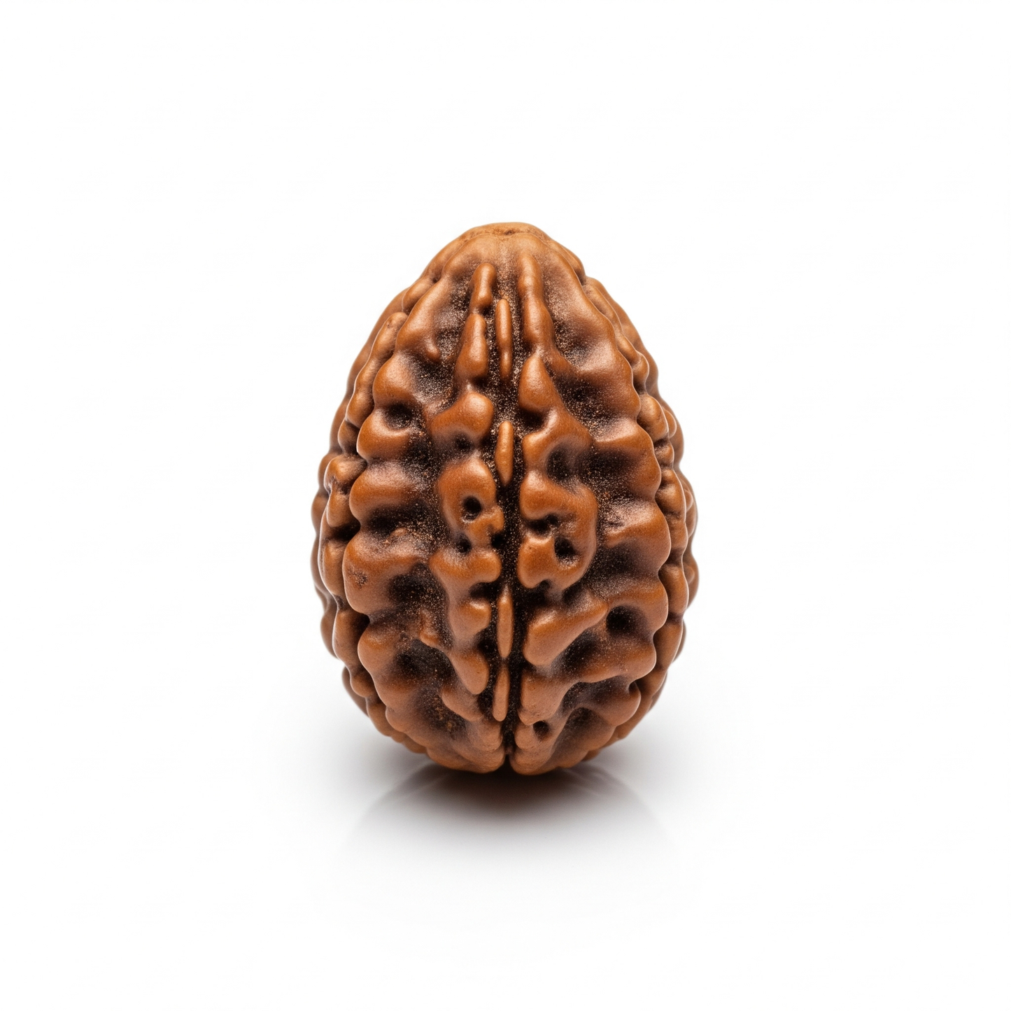 1 Mukhi Rudraksha