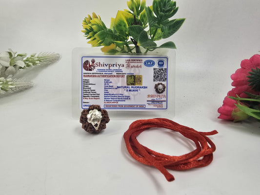 1 Mukhi Rudraksha