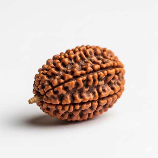 9 Mukhi Rudraksha