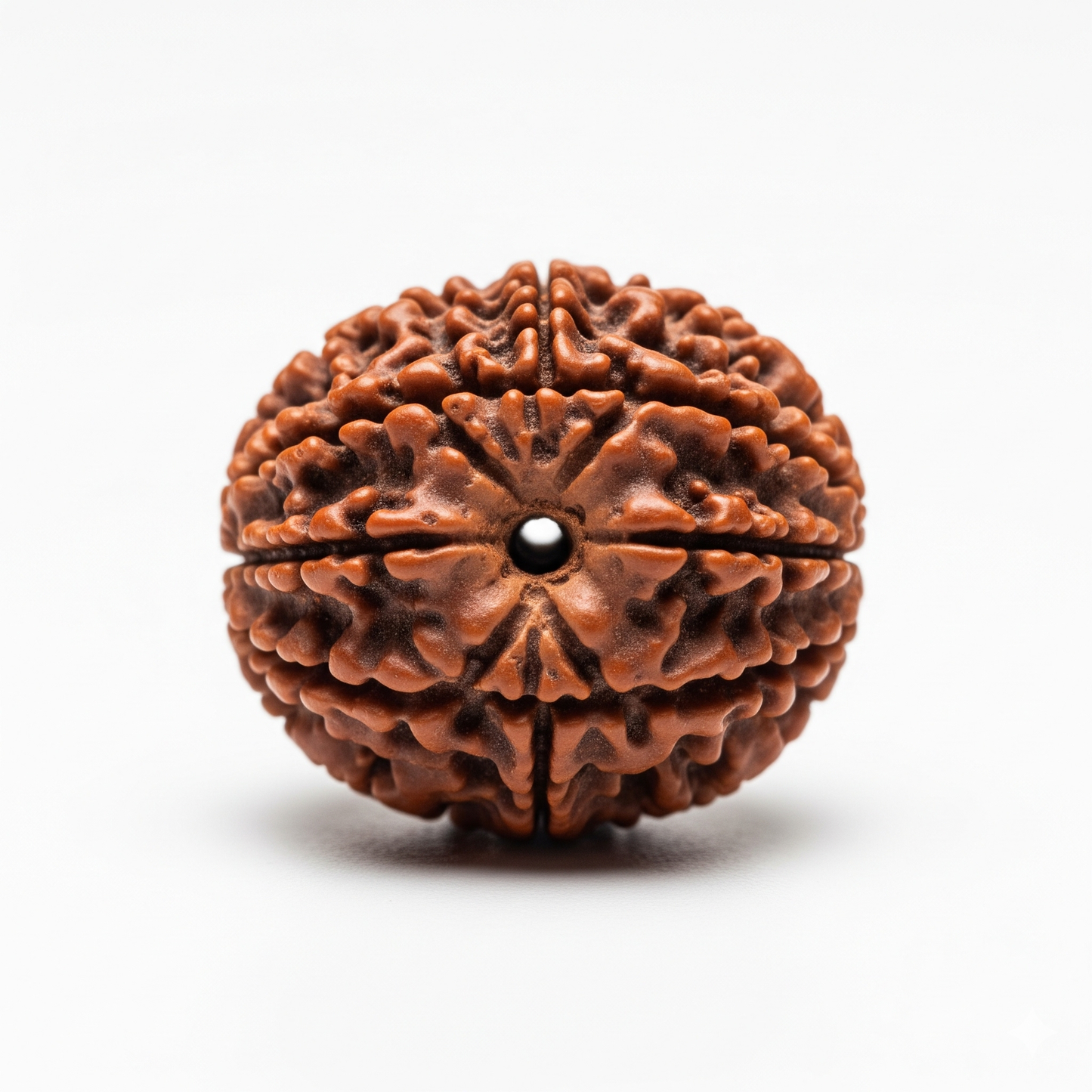7 Mukhi Rudraksha