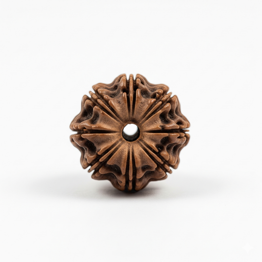 8 Mukhi Rudraksha