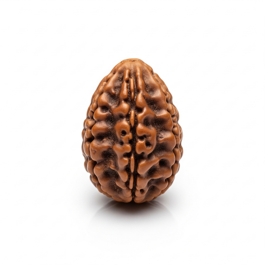 1 Mukhi Rudraksha