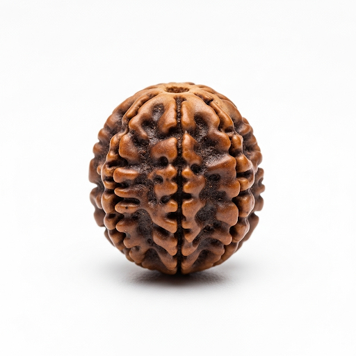 5 Mukhi Rudraksha