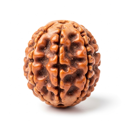4 Mukhi Rudraksha