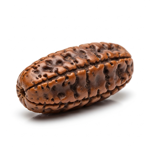 2 Mukhi Rudraksha